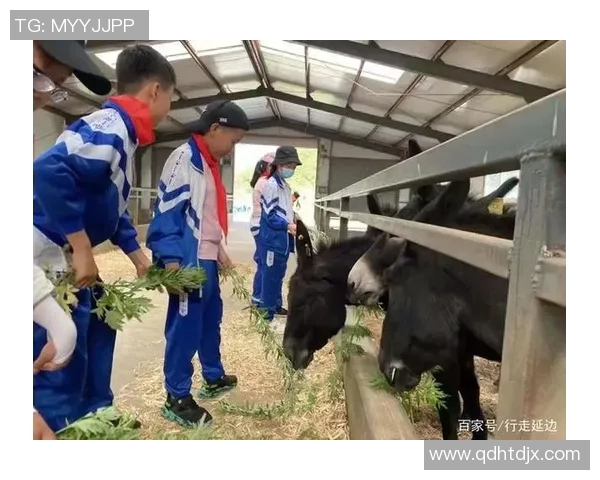 上海飞盘队心理素质深度对比分析及其对比赛表现的影响探讨